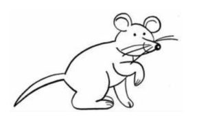 300x186 Tom Jerry How To Draw A Rat Step