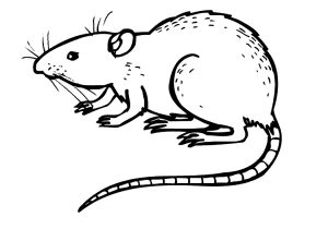 300x210 Rat Drawing For Kids Learn How To Draw A Rat