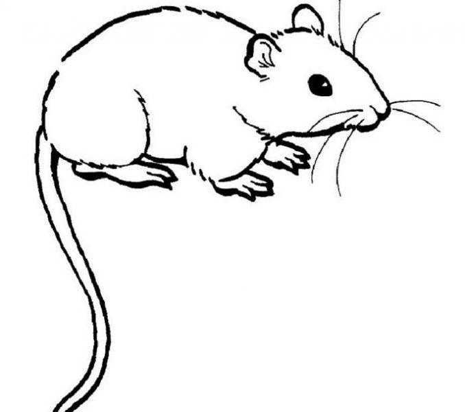 678x600 Rat Outline Images Coloring