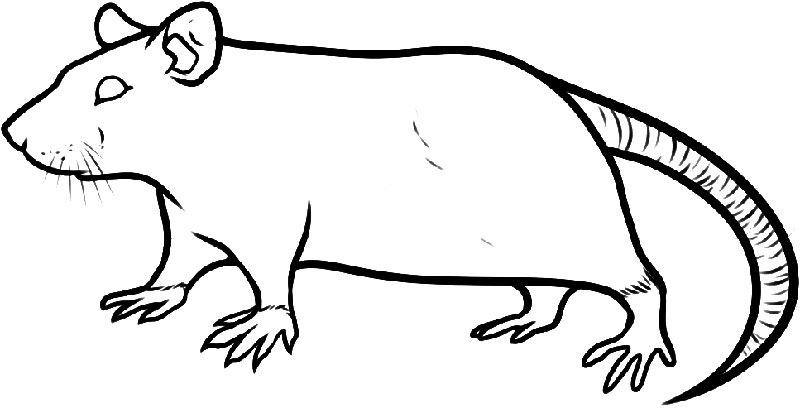800x408 Rat Drawing