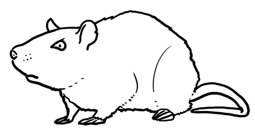 515x262 Suspicious Rat Drawing
