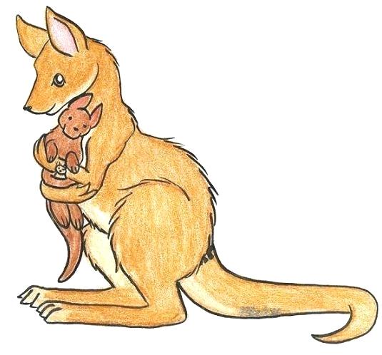 535x498 How To Draw Kangaroo Cute Kangaroo