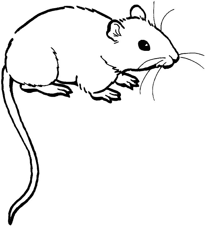 Rat Line Drawing