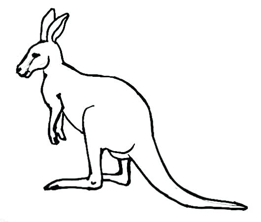 530x451 easy to draw kangaroo picture of kangaroo easy to draw kangaroo