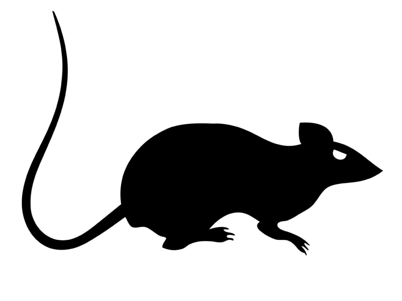 Rat Outline Drawing Free download on ClipArtMag