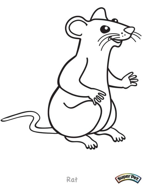 480x600 Rat Outline Drawing At Getdrawings Com Best Coloring Collection