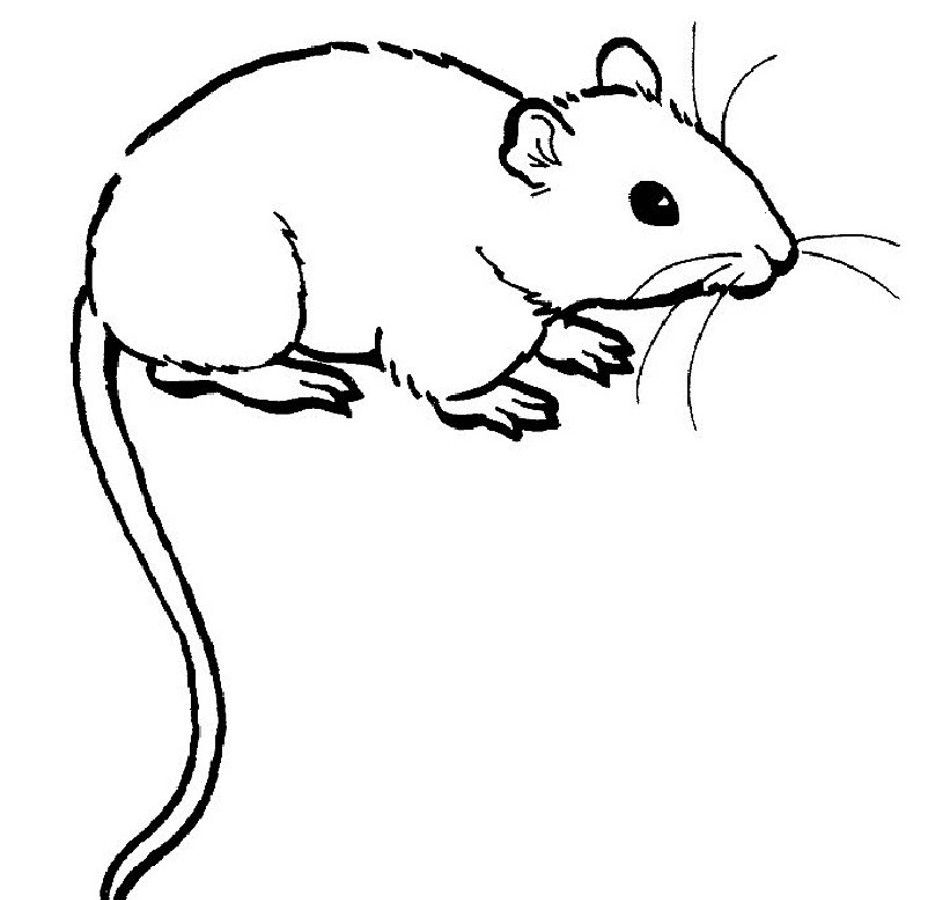 950x900 Rat Coloring Pages Breathtaking Best Of For Painting Free