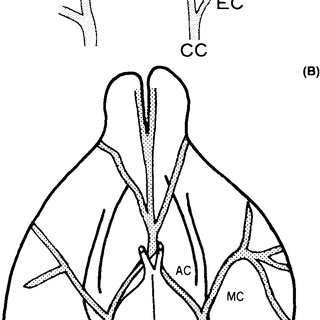 320x320 Diagram Of Ventral Surface Of The Rat Skull