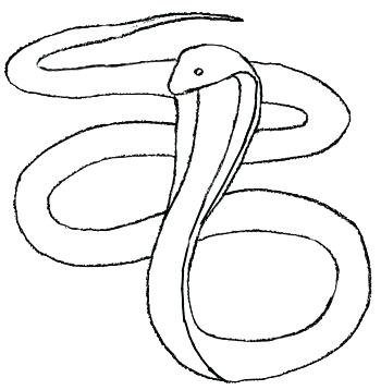350x358 Snake Head Drawings Snake Head Sketch