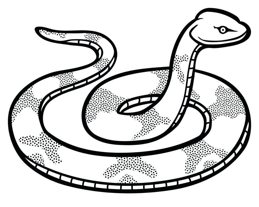 900x720 Cobra Snake Drawing Zupa
