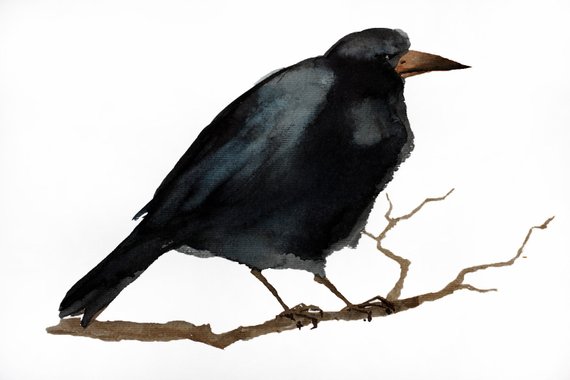 570x380 Crow Watercolor Print Raven Black Bird Art Decor Wildlife Etsy