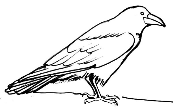 600x383 How To Draw A Raven Step