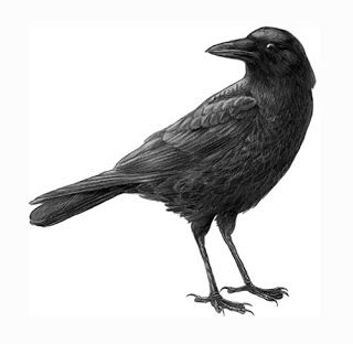 320x312 Let's Keep It Wild Never Bored Crows Crows Drawing, Crow Art