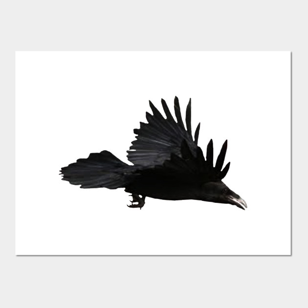 630x630 Raven Bird Flying Drawing