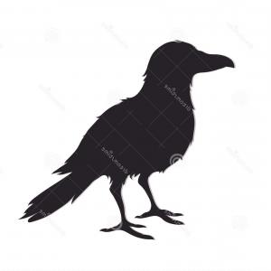 300x300 Stock Illustration Crow Raven Black Bird Isolated Silhouette