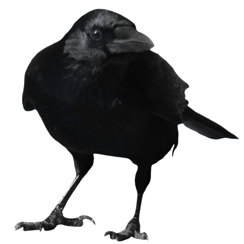 800x800 Drawing Ravens Common Raven Frames Illustrations Hd Images
