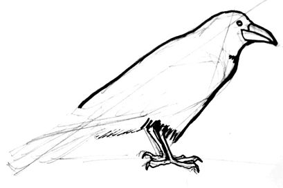 409x272 How To Draw A Raven Step