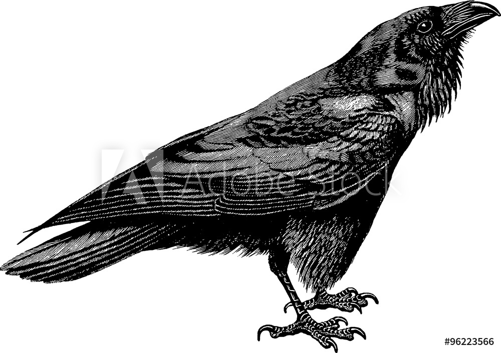1000x706 Photo Art Print Vintage Drawing Raven Europosters