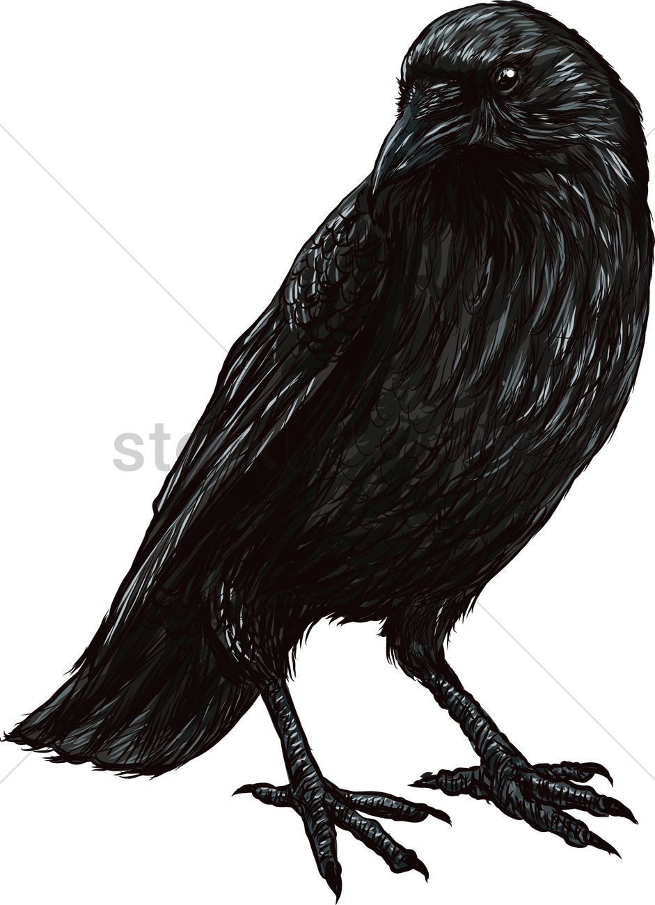 941x1300 Raven Vector Image