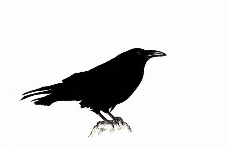 794x522 Raven Art Print Of An Original Drawing Available Or Etsy