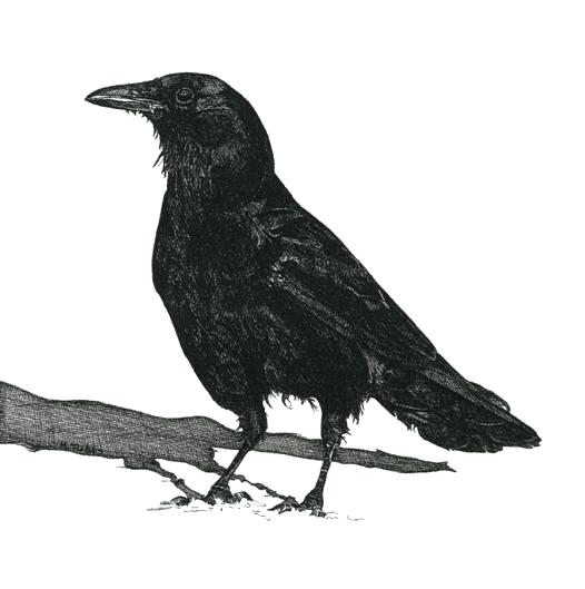 526x529 Crows Drawing Raven Crows Crow Skull Tattoo Drawing Hoteles