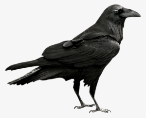 300x242 Crow Drawing Gothic