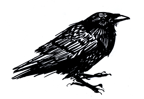 500x345 Raven Sketches Fiery Studios