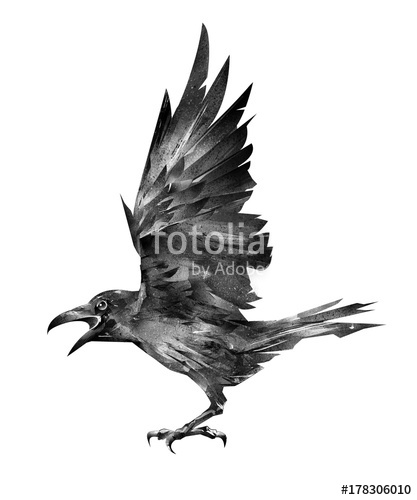 417x500 Drawn Flying Bird Raven On A White Background Stock Photo