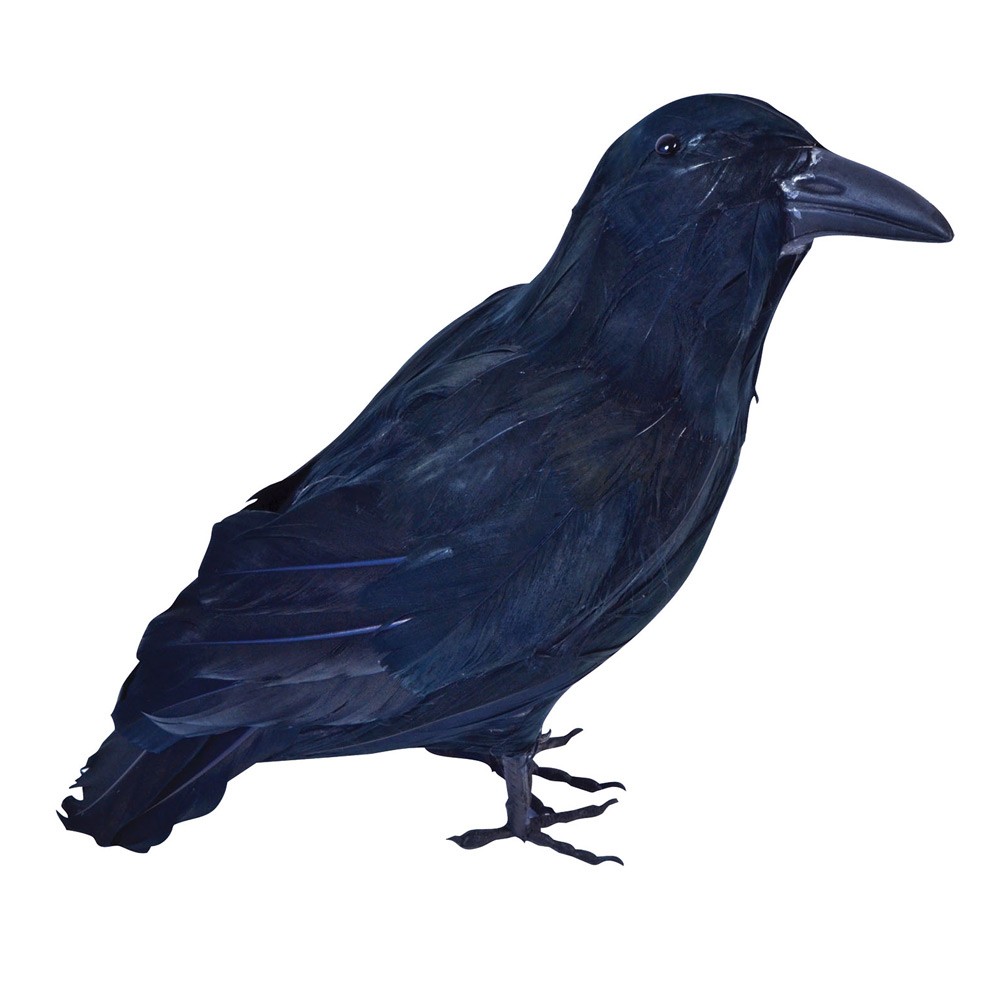 1000x1000 Black Bird Raven Realistic Feather Crow