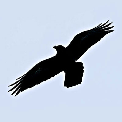 400x400 common raven and american crow identification