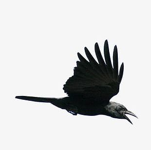 310x308 flying bird png images, flying bird clipart free download