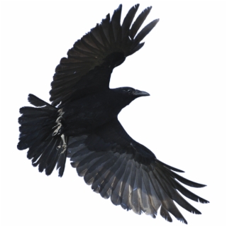 320x320 Hd Crow Png Transparent Images