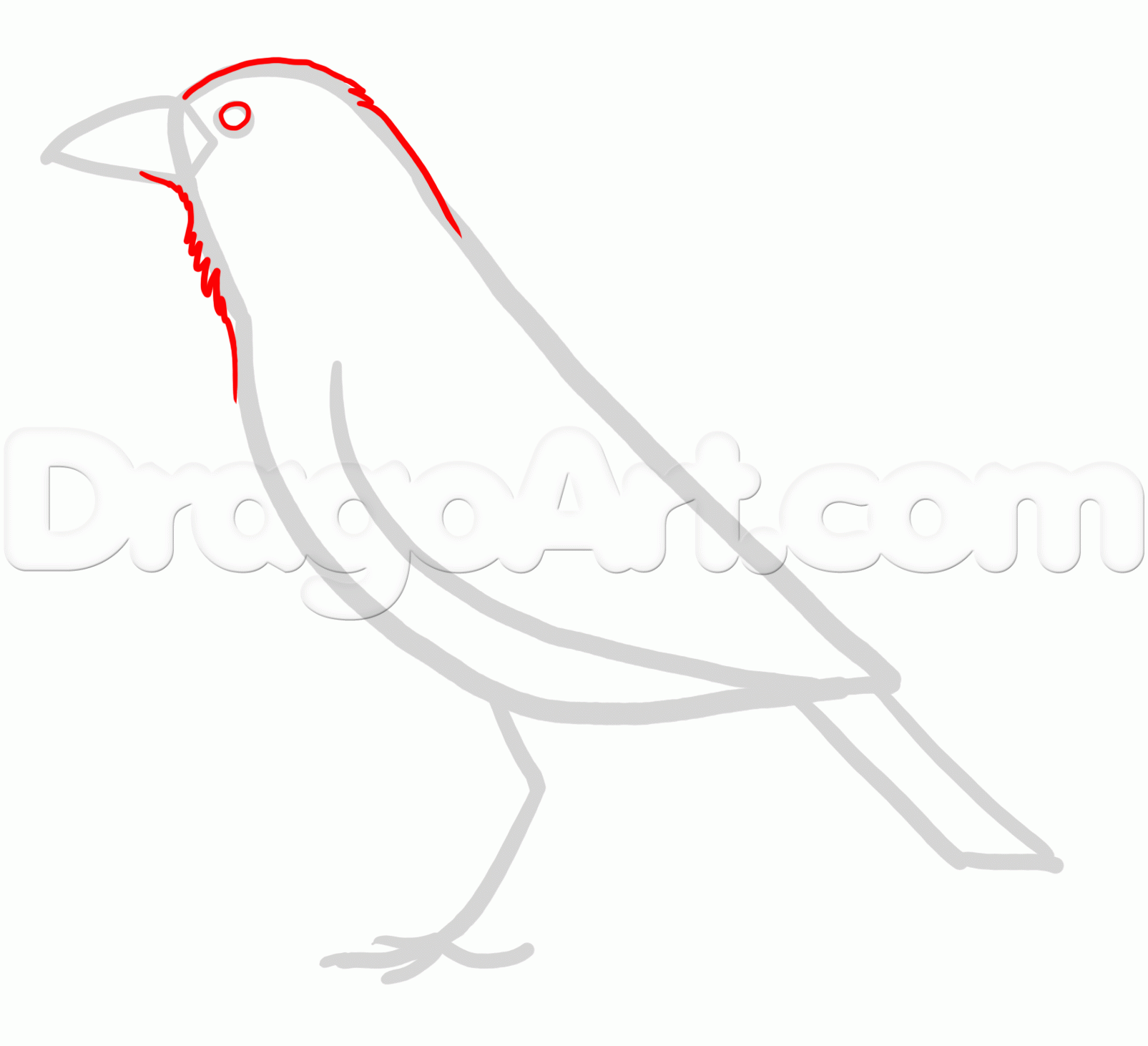 1605x1462 How To Draw Ravens, Step