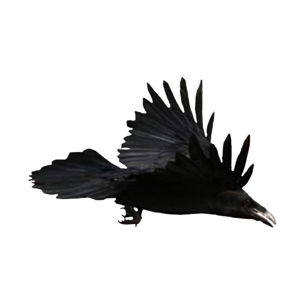 630x630 Raven Bird Flying Drawing