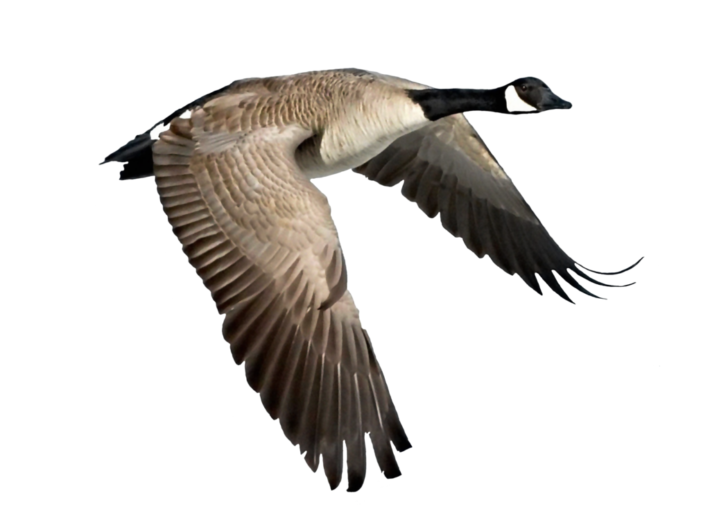 1024x746 cliparts for free download goose clipart flew and use