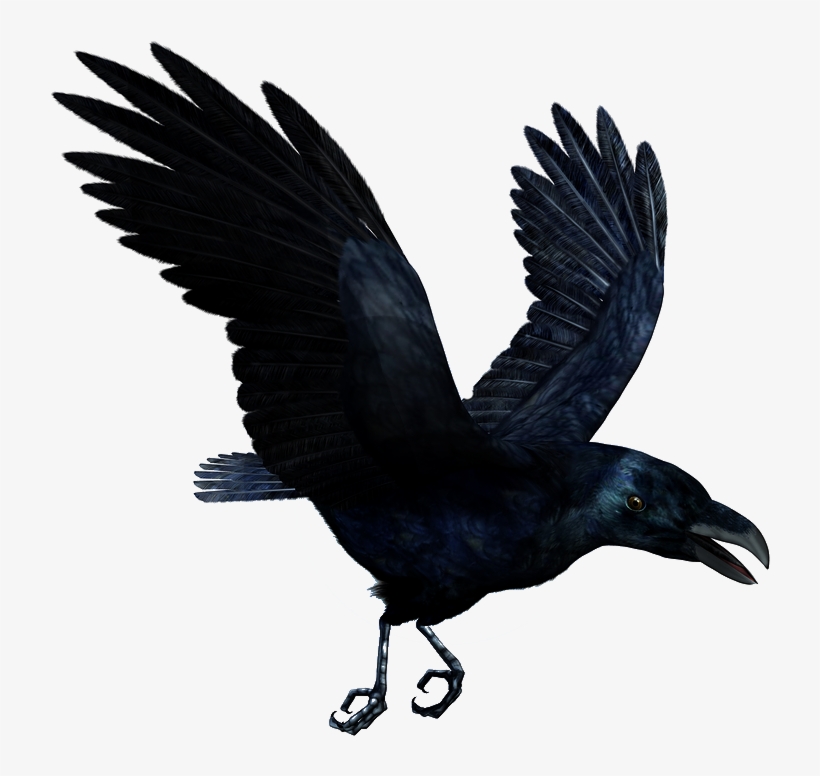 Raven Flying Drawing | Free download on ClipArtMag