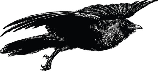 531x240 Vintage Image Flying Raven