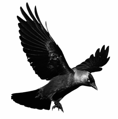 400x404 Raven Flying Png