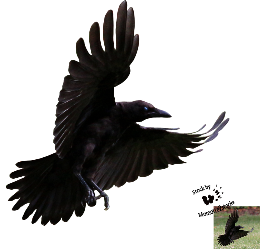 914x875 Collection Of Free Transparent Raven Flying Download On Ui Ex