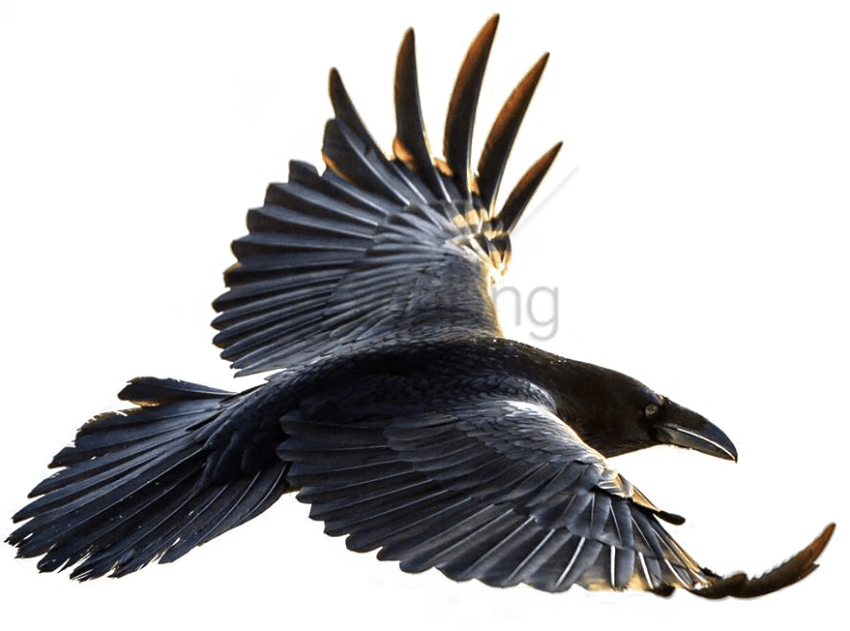 850x631 Crow Flying Download Free Clipart With A Transparent Background