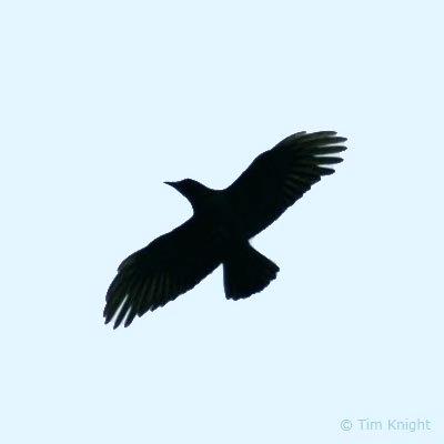 400x400 How To Draw A Black Crow Draw Raven Bird How To Draw Black Crow