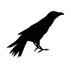 239x240 Search Photos Raven