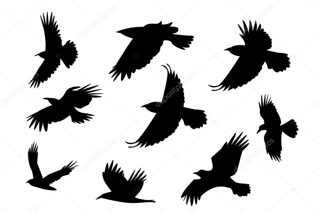 1023x682 Best Of Bird Silhouette Flying