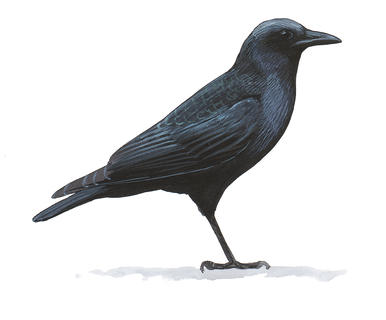386x320 Common Raven Audubon Field Guide