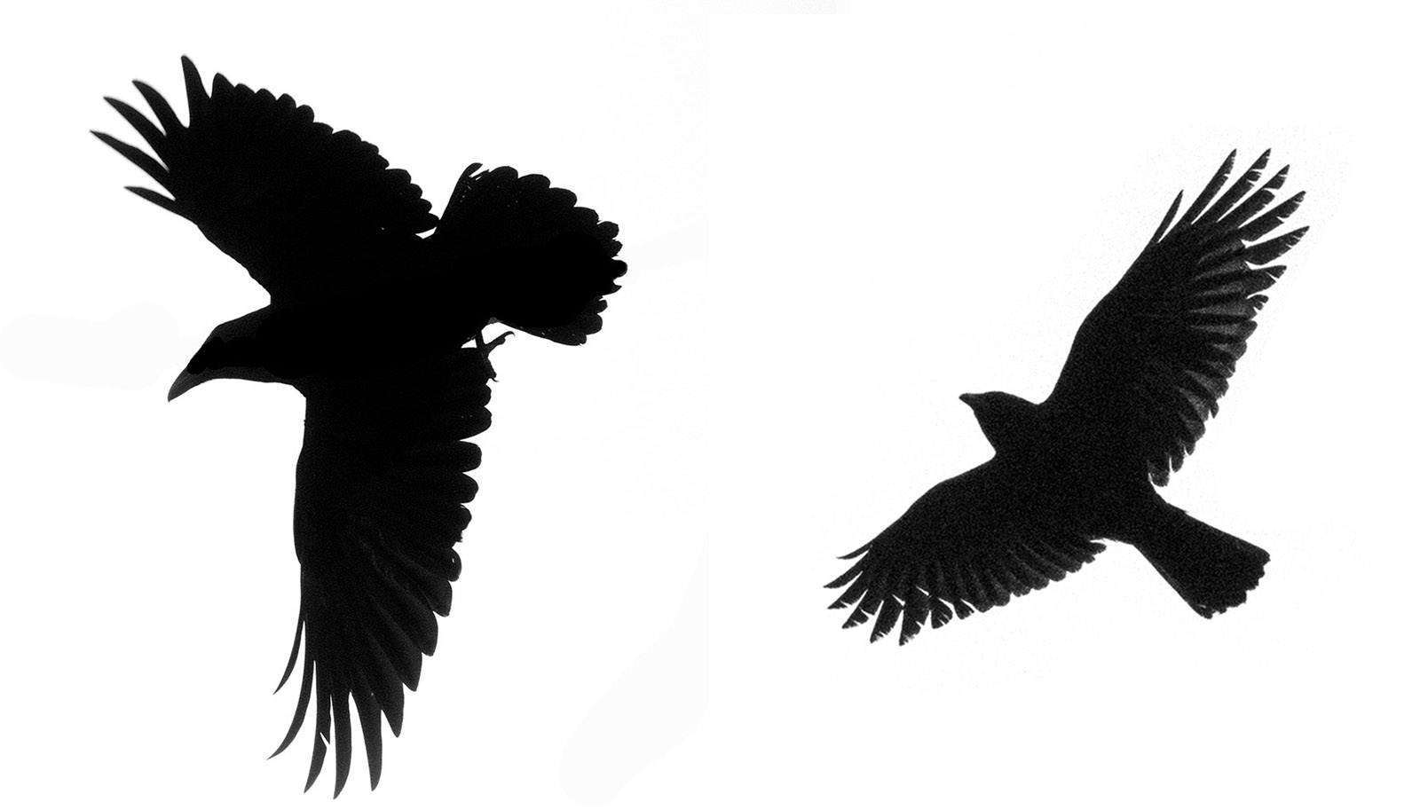 1600x913 Corvid Clarity The Urban Nature Enthusiast