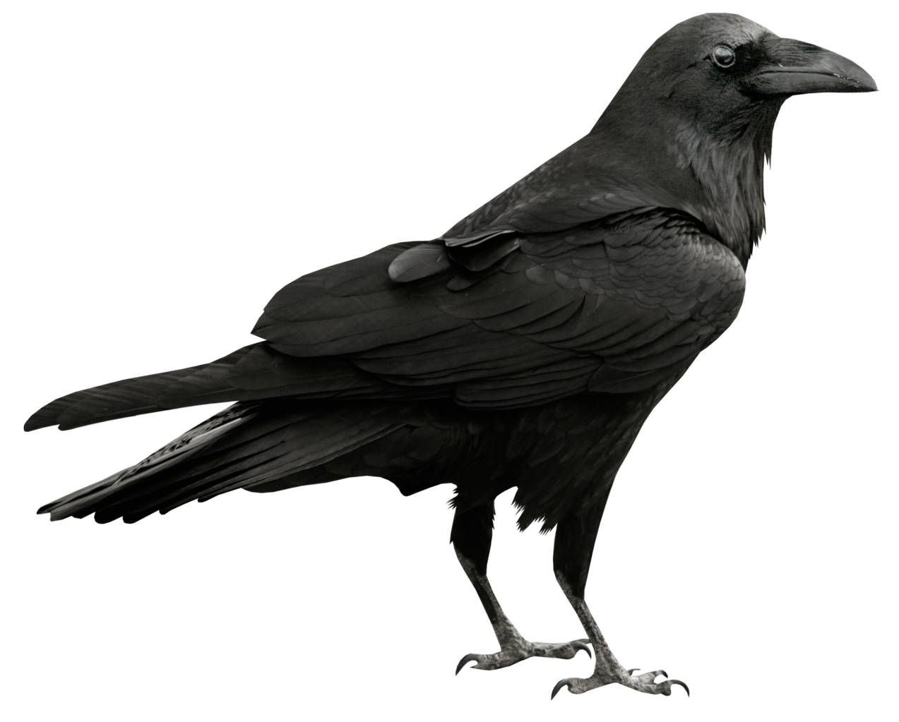 1273x1023 Collection Of Free Raven Drawing Unique Download On Ui Ex