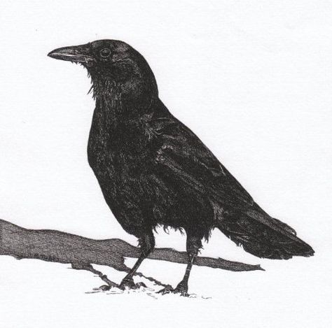 474x469 Crow Pen And Ink Drawing Note Cards Stationery
