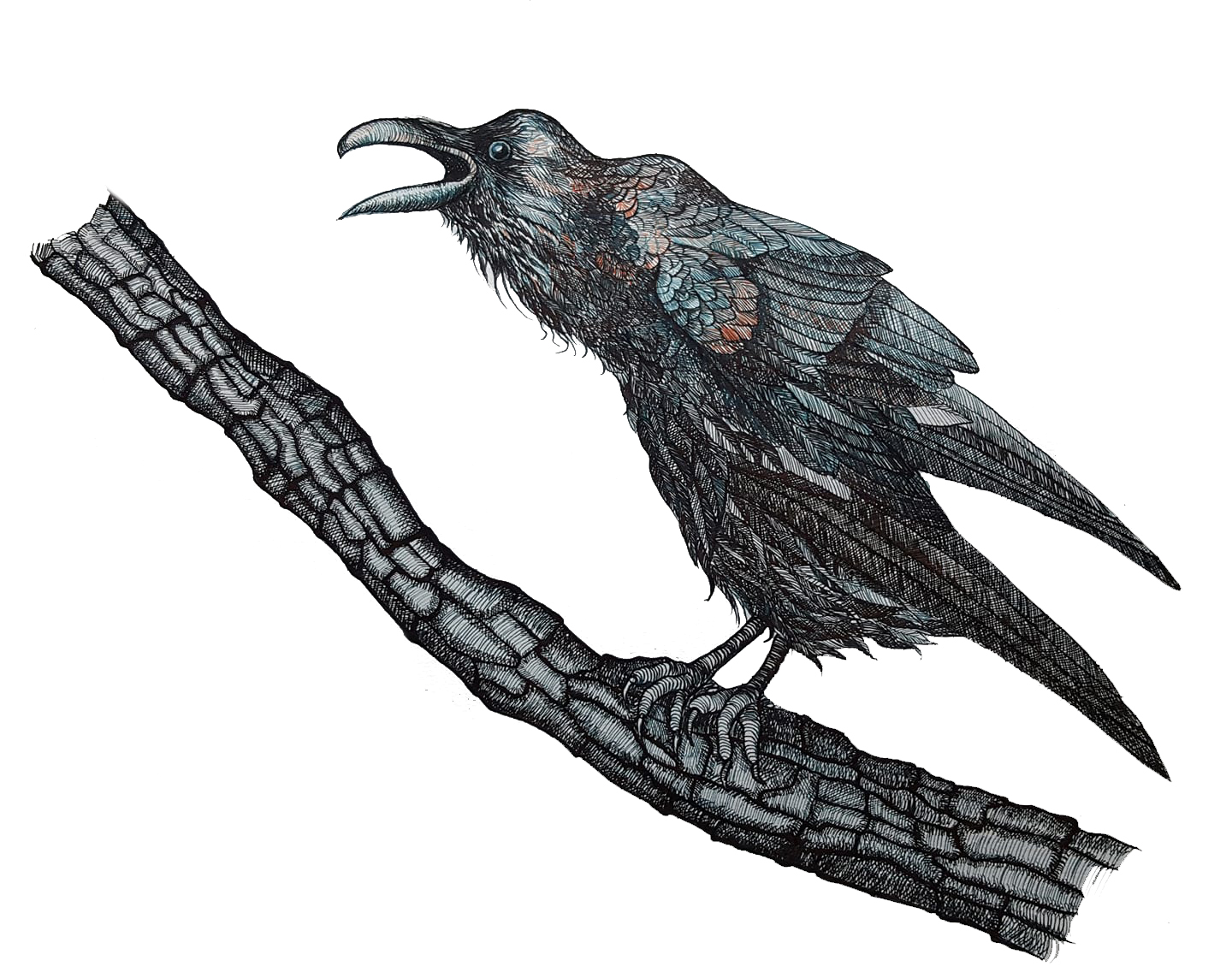 1440x1143 Botanical Illustrations And Fine Artworks Gallery