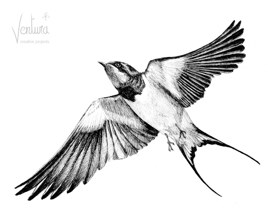 943x749 Collection Of 'bird Ink Drawing' Download More Than Images