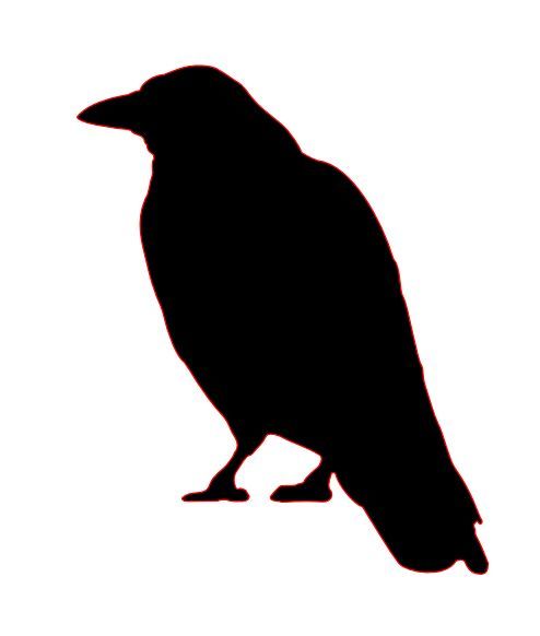 494x582 Crow Clipart Caw Pencil And In Color Crow Clipart Caw
